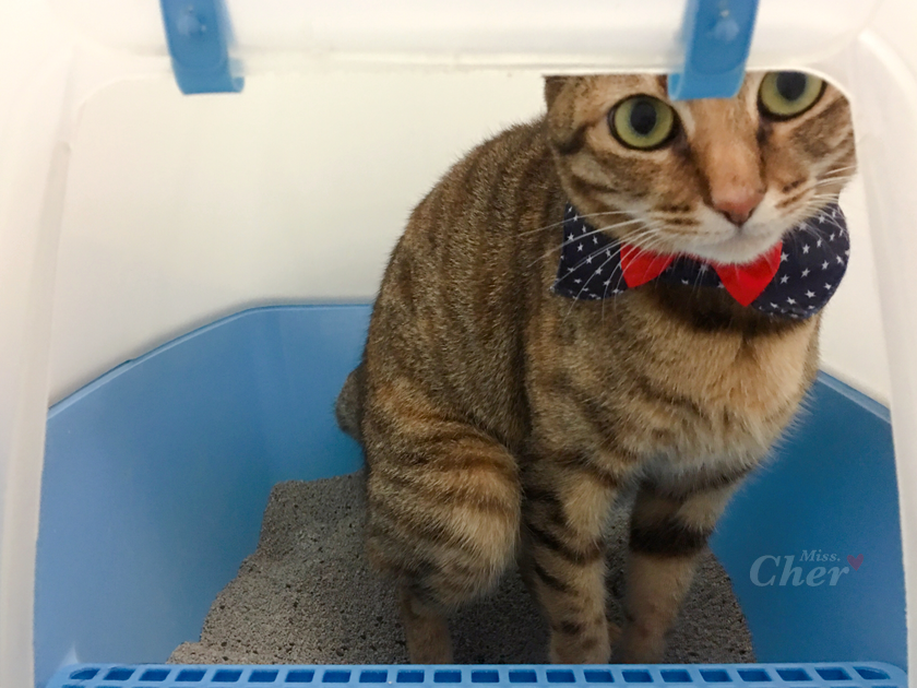 貓咪上廁所被偷看