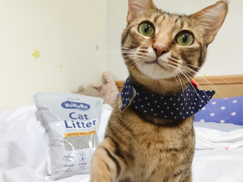 貓咪跟貓砂