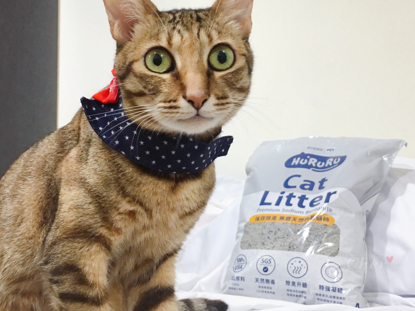 貓咪跟貓砂