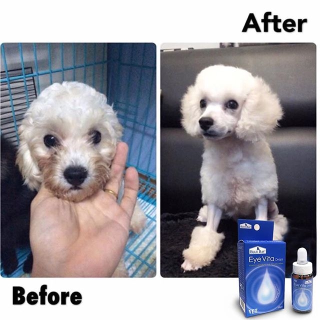 Blue Bay Eye Vita for Cats & Dogs 20ml