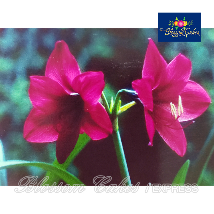 Mini Amaryllis Petal & Leaf Cutters, Set of 4