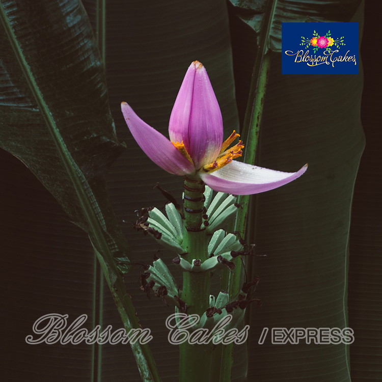 Banana Flower Petal Cutters, Set of 7