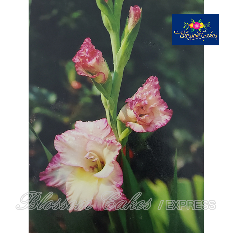 Gladiolus Petal Cutters, Set of 4