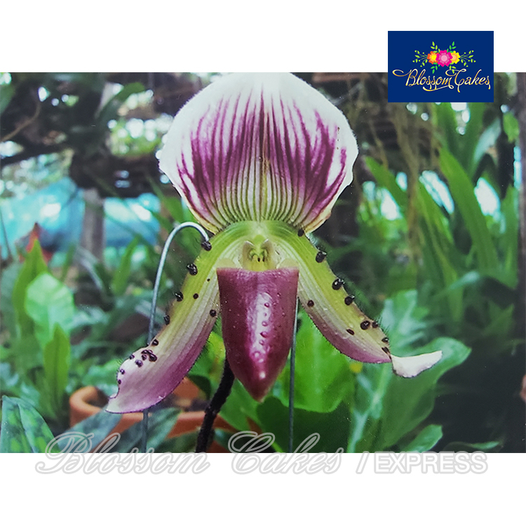 Paphiopedilum Callosum Petal Cutters, Set of 4