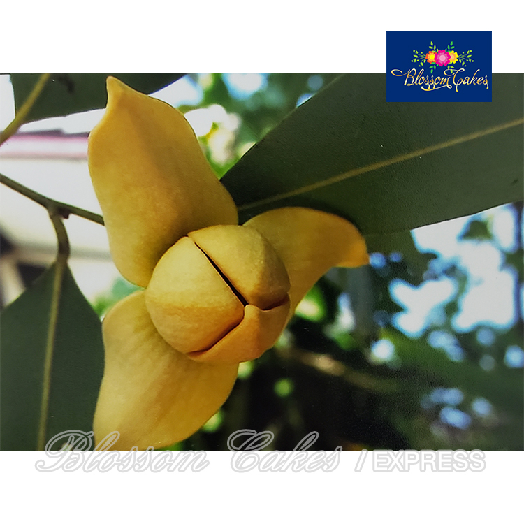 Banana Magnolia Petal & Leaf Cutters, Set of 8