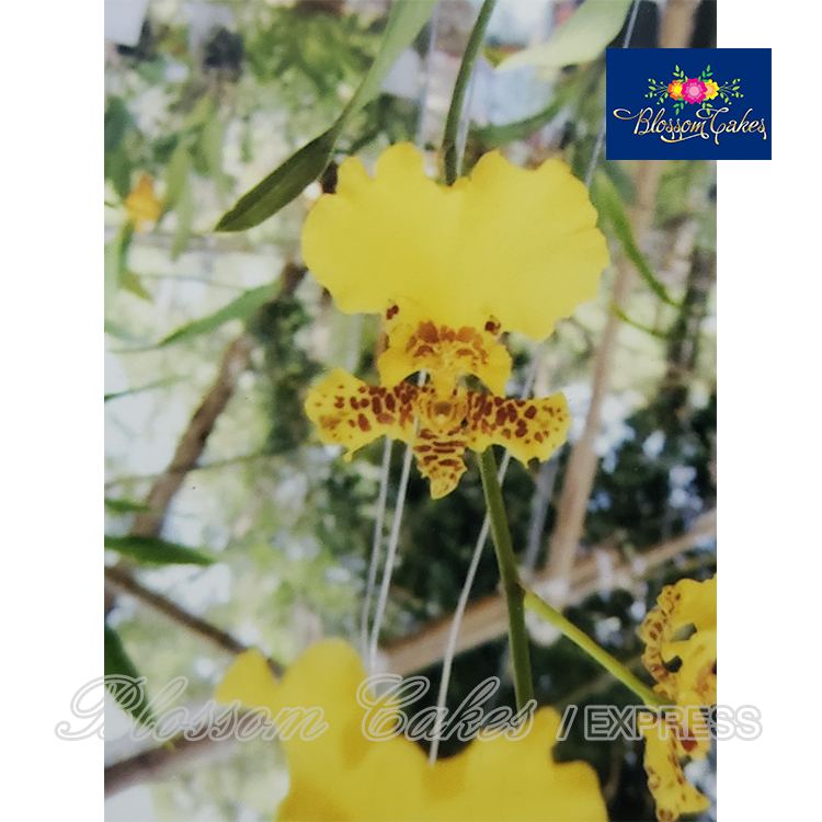 Oncidium Orchid Petal & Leaf Cutters, Small, Set of 4