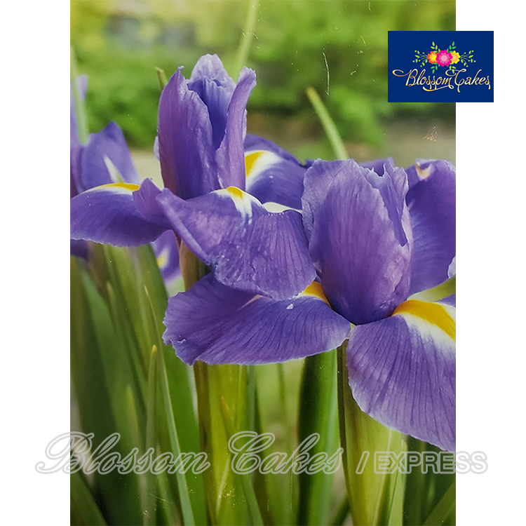 Iris Petal & Leaf Cutters, Set of 4