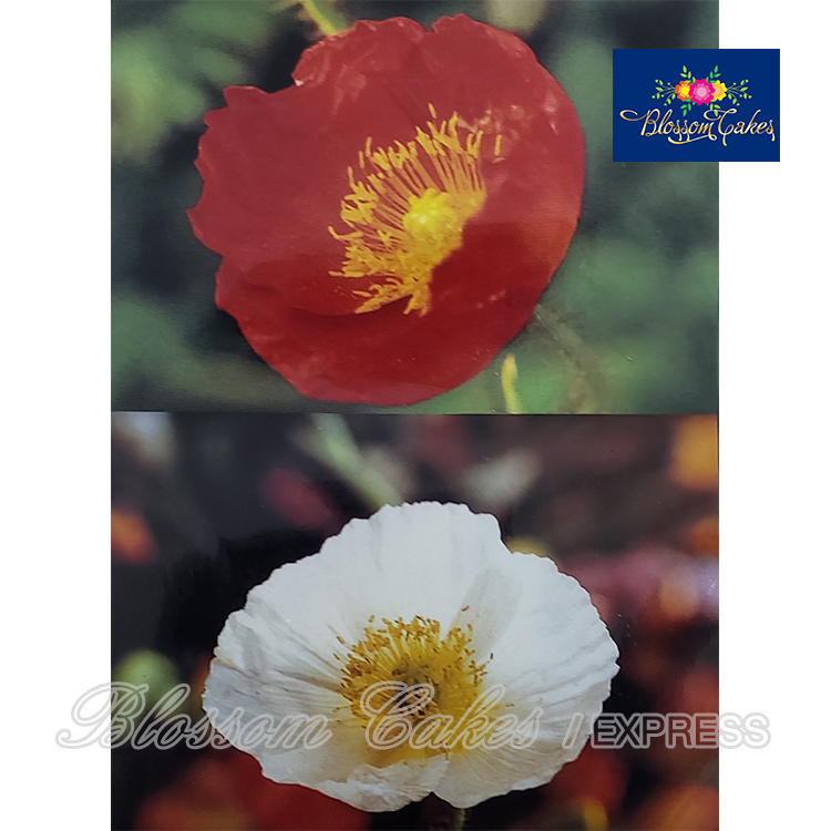 Poppy Petal Cutters, Set of 3