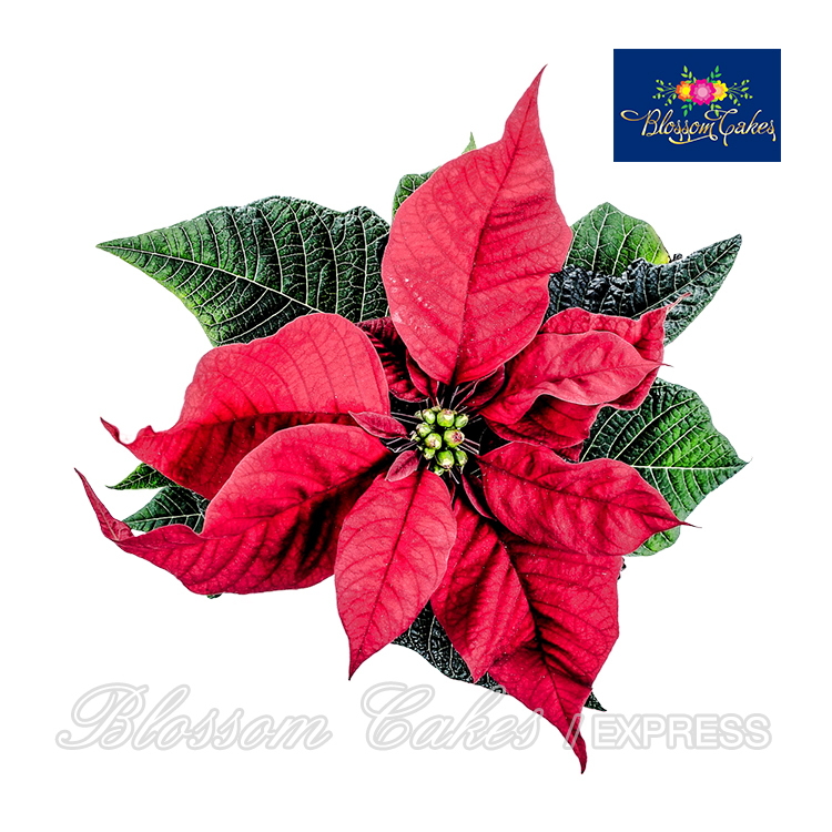 Poinsettia Cutters, Set of 6