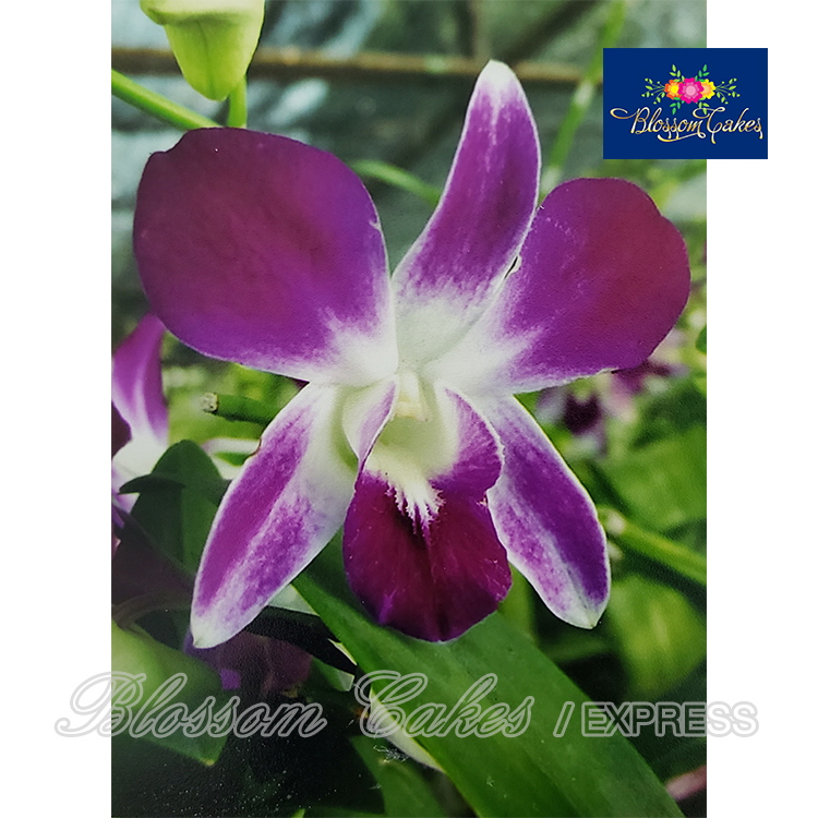 Mini Dendrobium Orchid Petal & Leaf Cutters, Set of 6