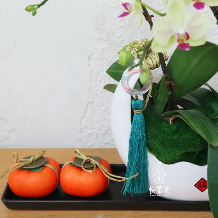 圓融福滿 I 蘭花盆栽   OP200362