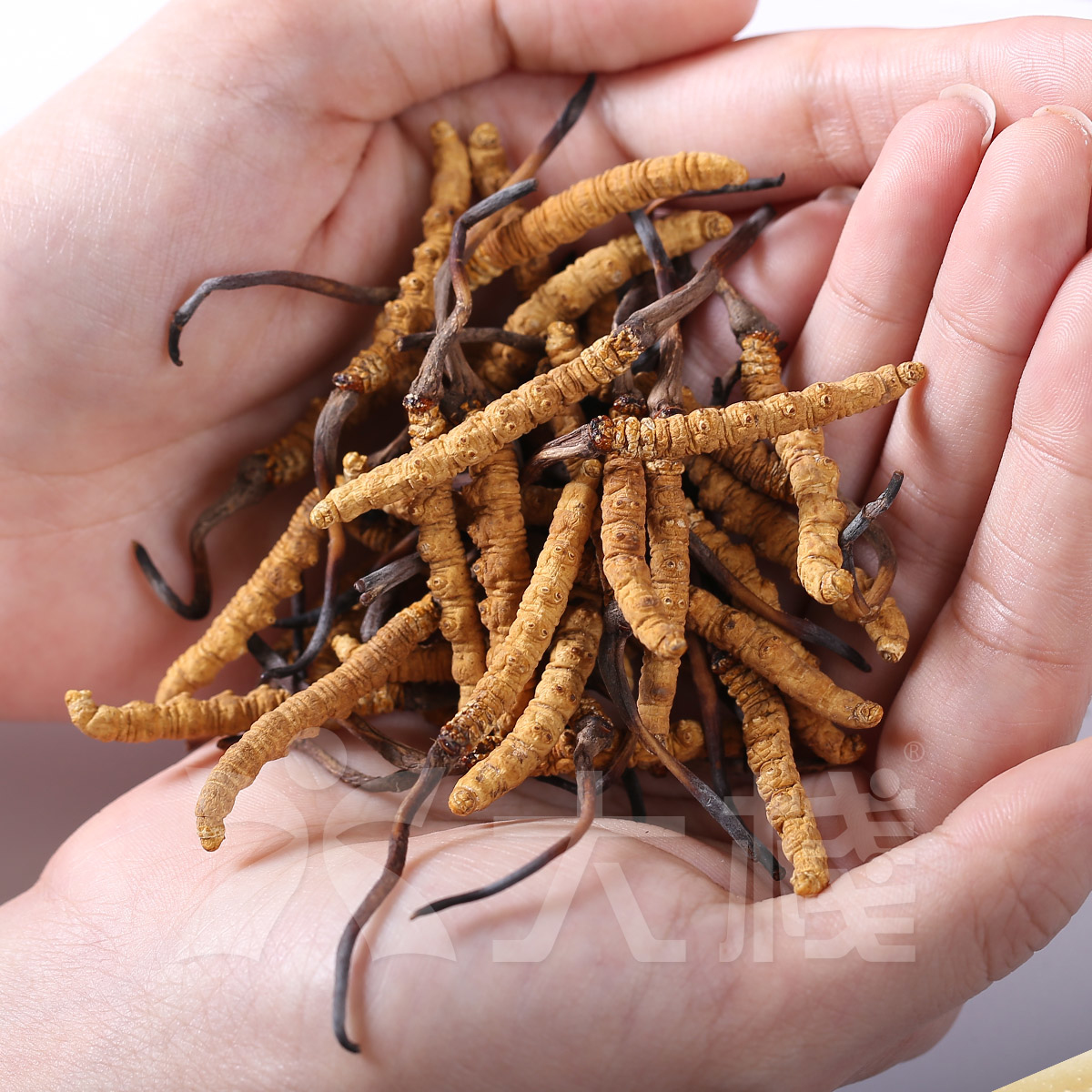 西藏冬蟲夏草 100細原條 (15克) (別稱 冬蟲草，蟲草，藏草) (不設退換)