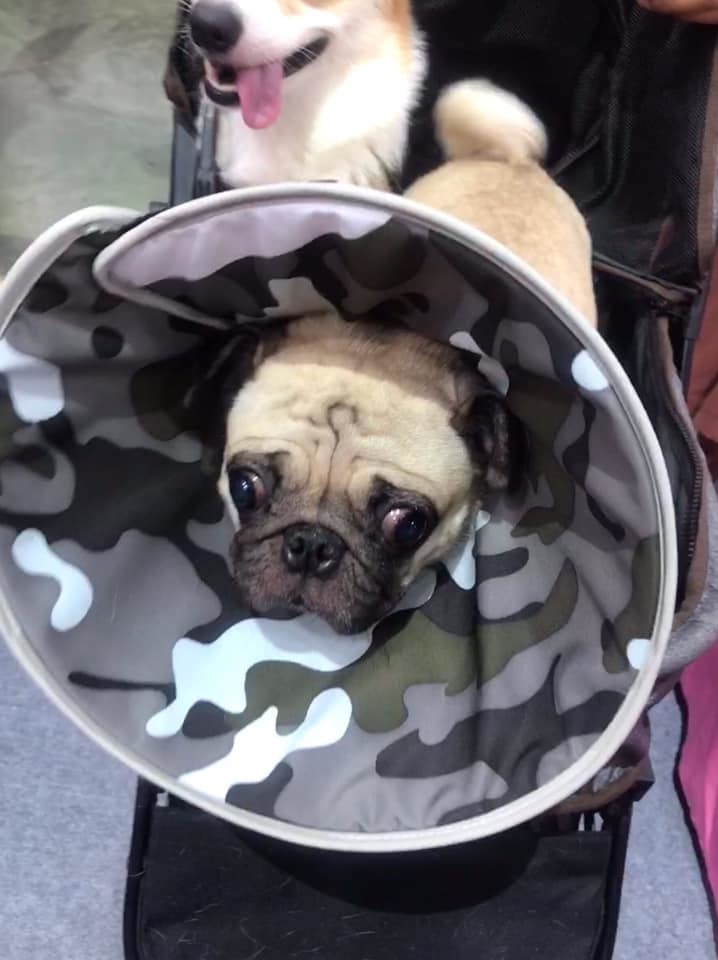 Fancy Pet - 防護頭罩 (迷彩)