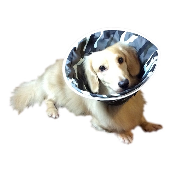 Fancy Pet - 防護頭罩 (迷彩)