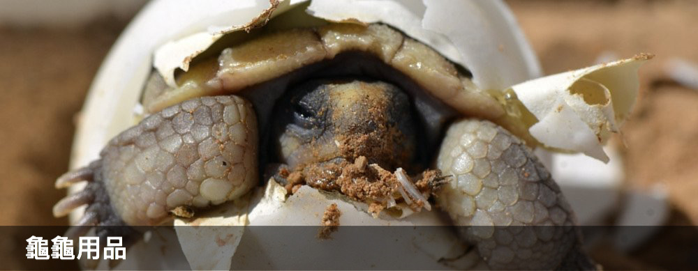 穴兔寵物酒店,moonrabbithotel,兔仔用品,兔糧,龍貓用品,龍貓糧,倉鼠用品,倉鼠糧,天竺鼠用品,天竺鼠糧,寵物用品,提摩西牧草,oxbow,momi,Timothyhay,rabbit,hamster,chinchilla,寵物食品