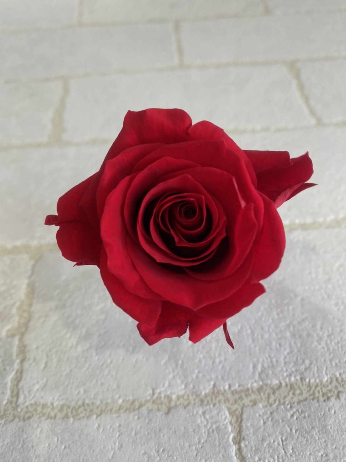 什麼是不凋花什麼是永生花不凋玫瑰花永生玫瑰花