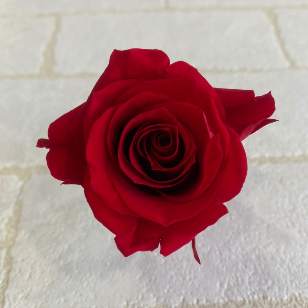 什麼是不凋花什麼是永生花不凋玫瑰花永生玫瑰花