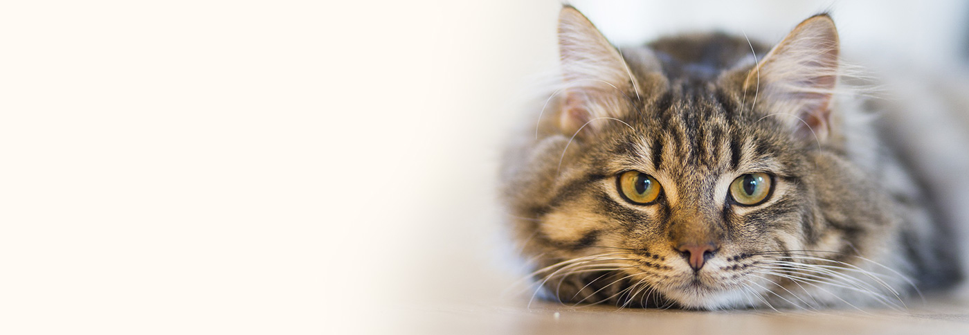 愛普士Applaws代理商,專賣