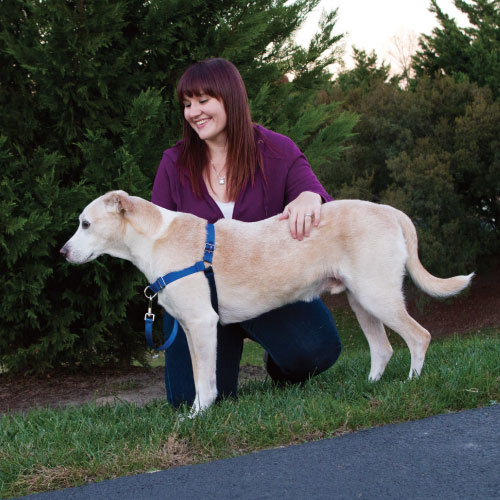 3秒穿戴 輕鬆駕馭 Easy Walk防暴衝胸背帶｜PetSafe