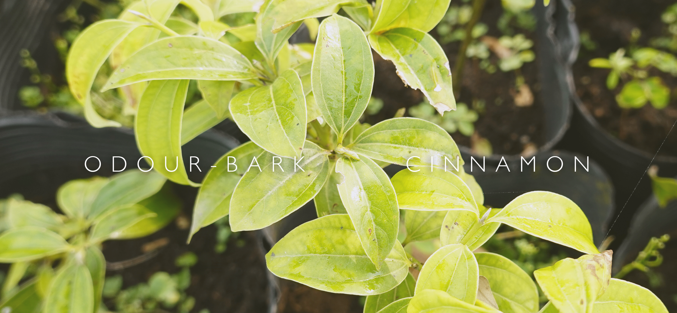 台灣原生種土肉桂特寫，中間寫著土肉桂英文名：Odour-bark cinnamon