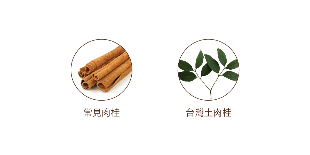 比較左邊的常見土肉桂與右邊的台灣土肉桂