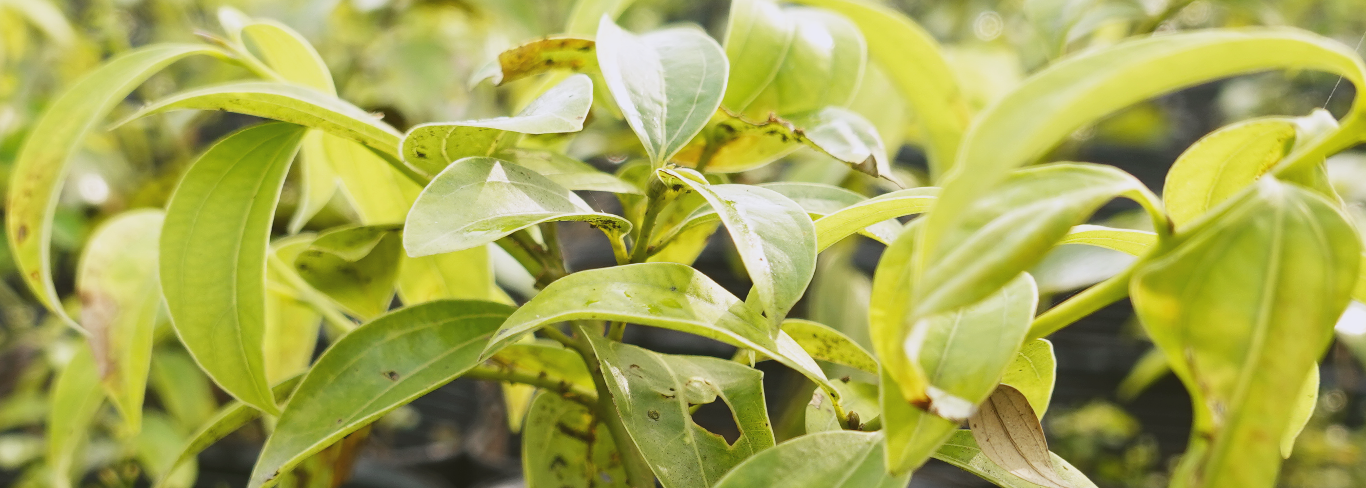 茂密的台灣原生種土肉桂