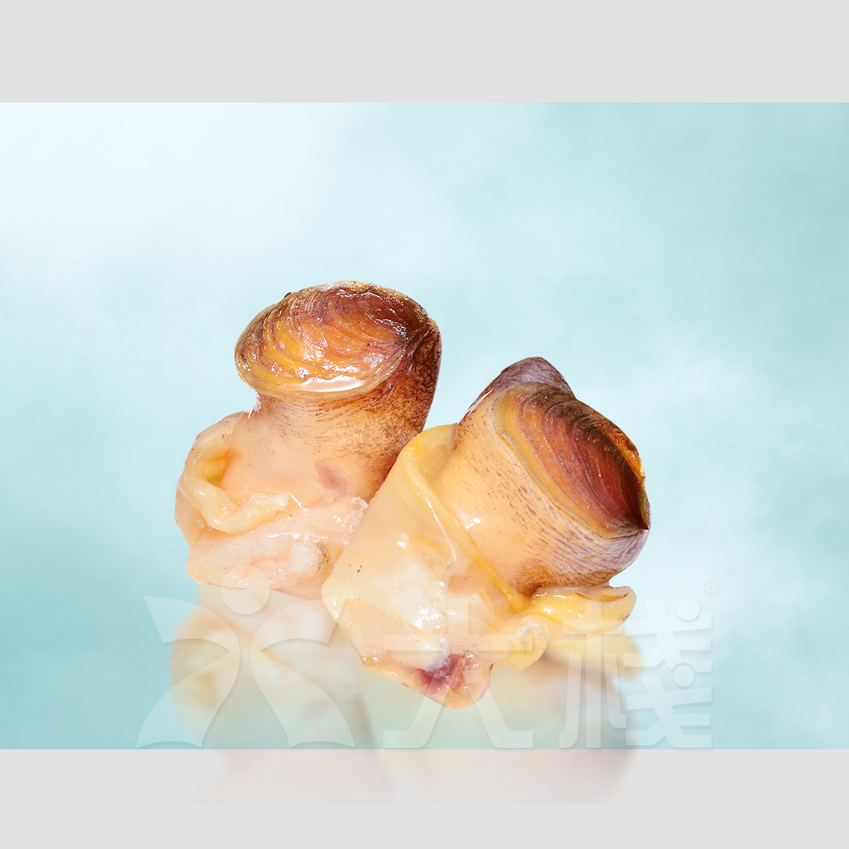 美國大急凍螺頭 (2磅裝)