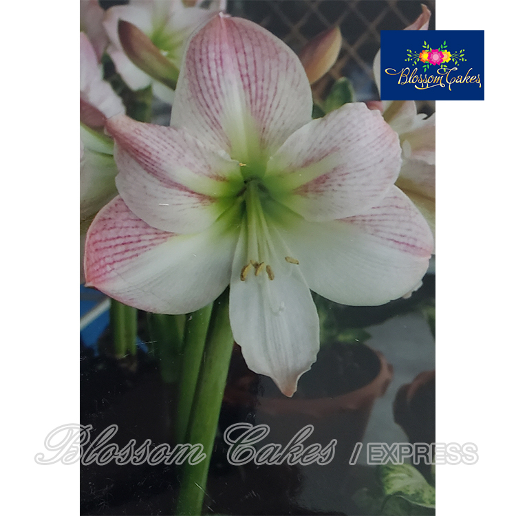 Amaryllis Petal & Leaf Cutters, Set of 6