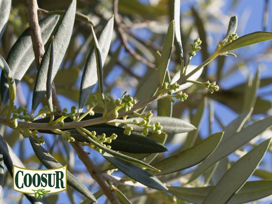 有關西班牙Coosur