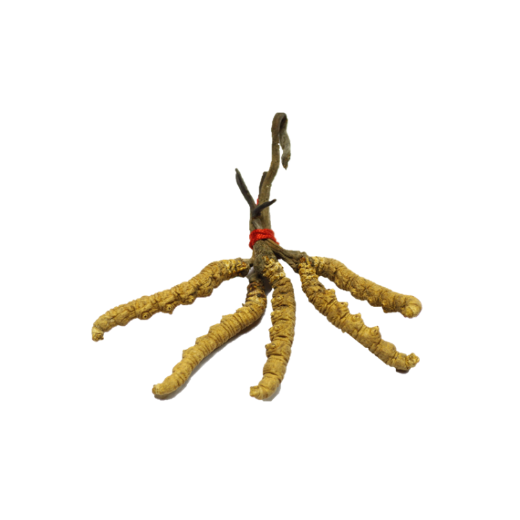 【180/220支】西藏特級皇上皇蟲草