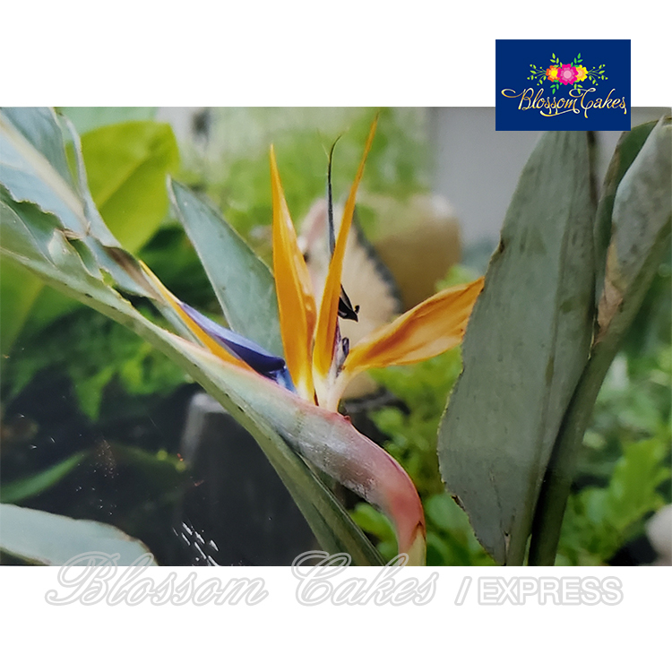 Bird of Paradise Petal & Leaf Cutters, Set of 5