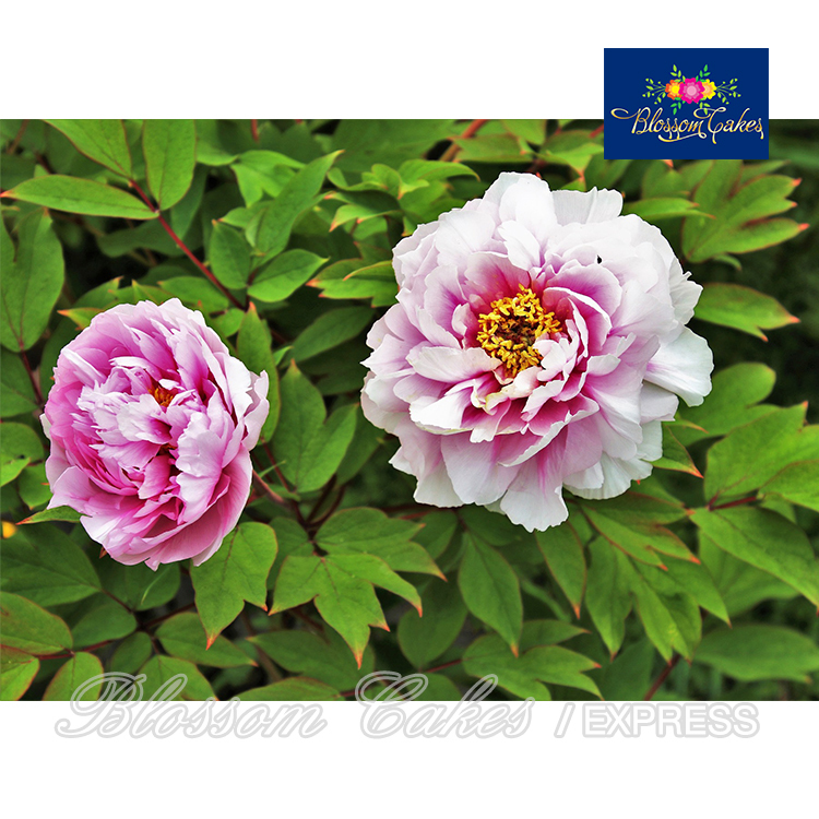 Peony Leaf Cutters, Set of 5