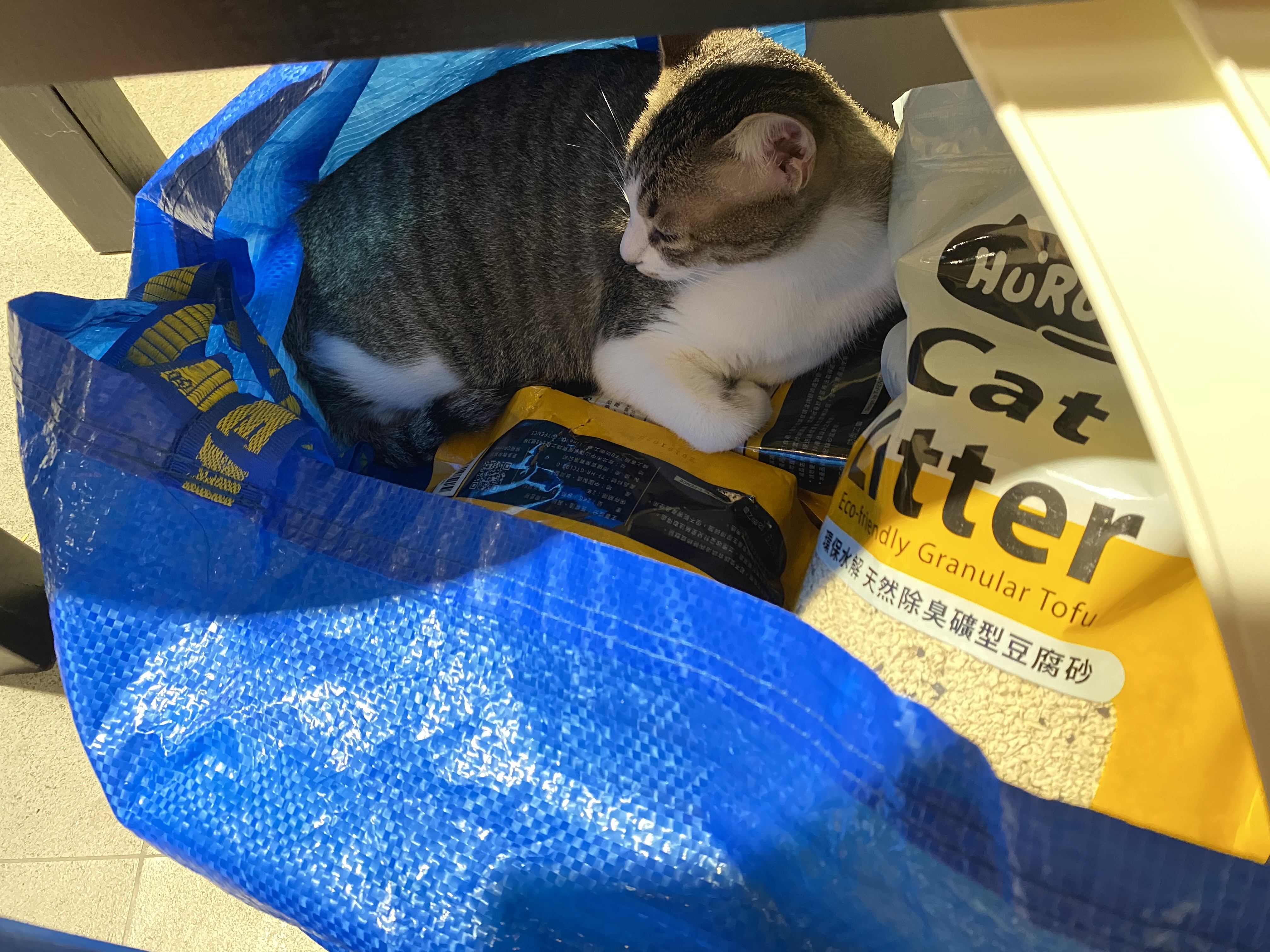 在裝載貓砂的袋子裡睡著的貓咪
