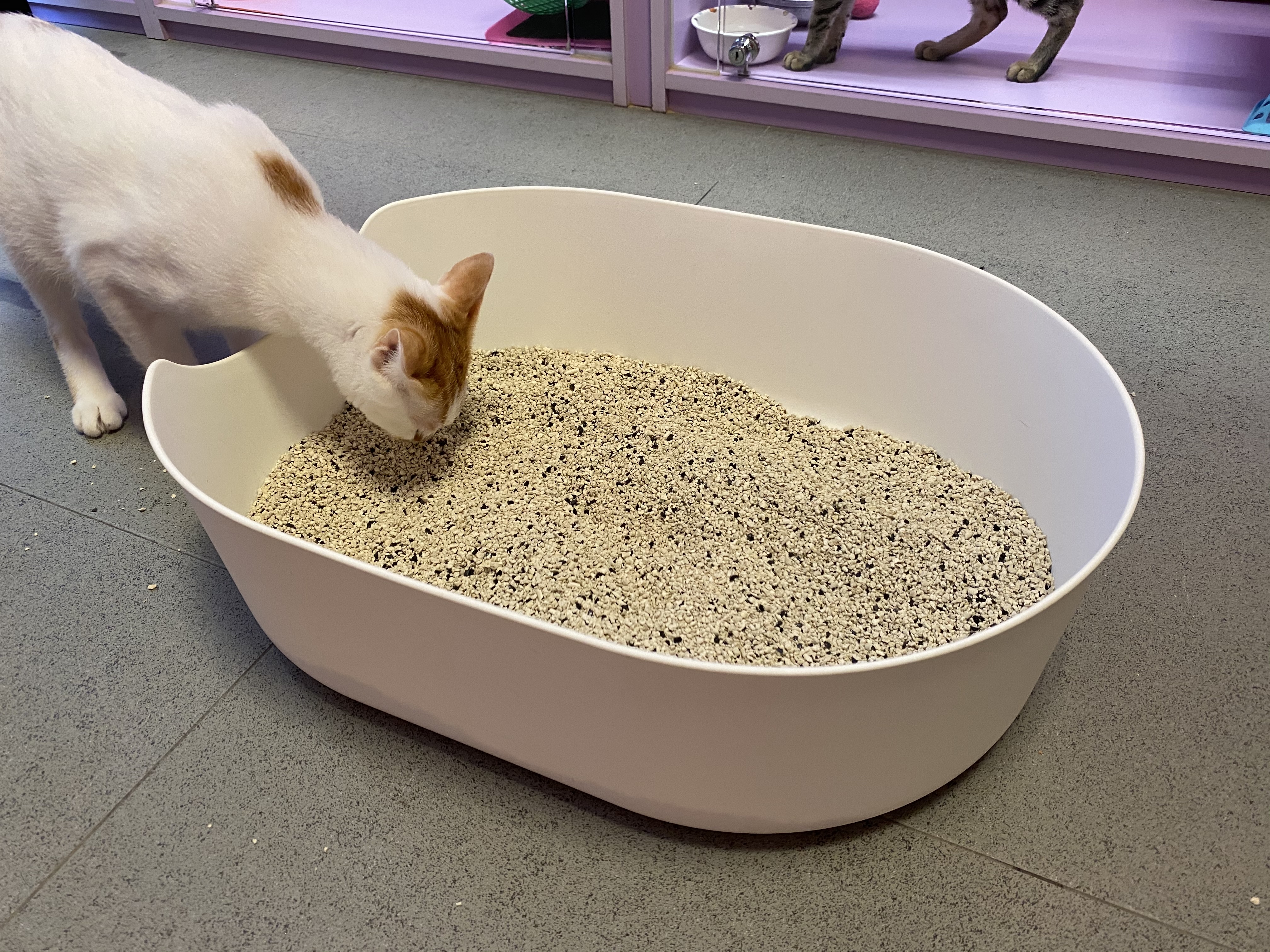 店內貓咪對HuRuRu貓砂的初次體驗，過程非常順利