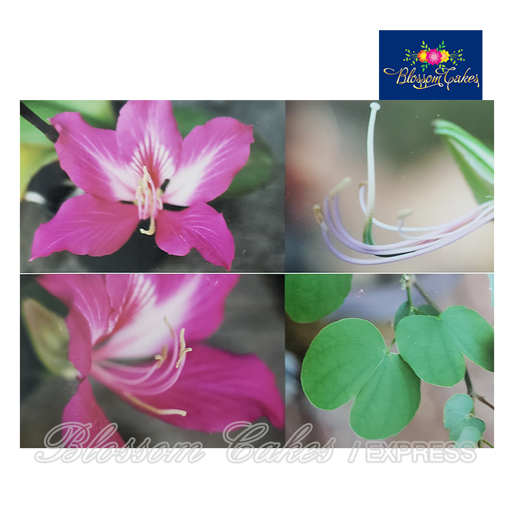Purple Orchid Tree / Bauhinia Petal & Leaf Cutters, Set of 6