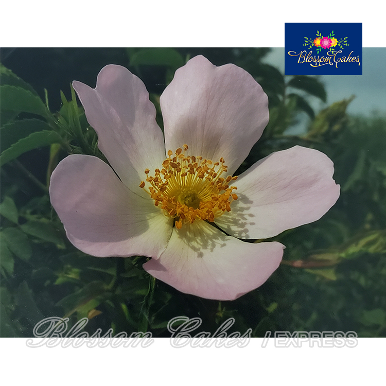 Wild Rose Petal & Leaf Cutters, Set of 5