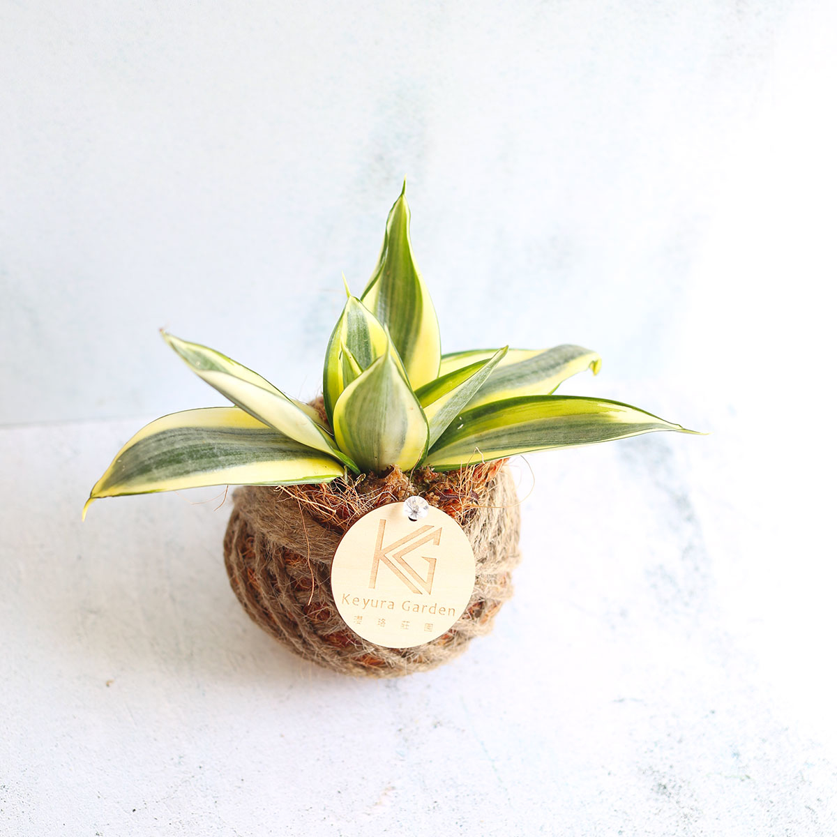 PD40｜虎尾蘭小苔球