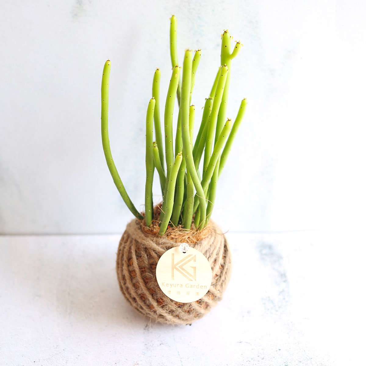 PD41｜綠珊瑚小苔球