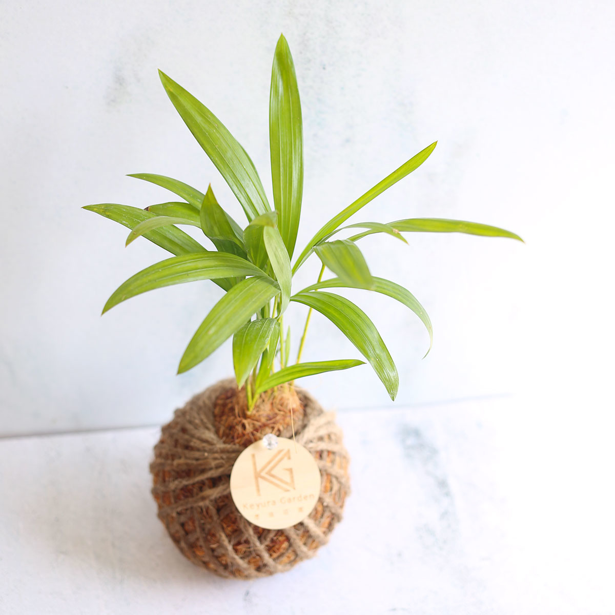 PD43｜黃椰子小苔球