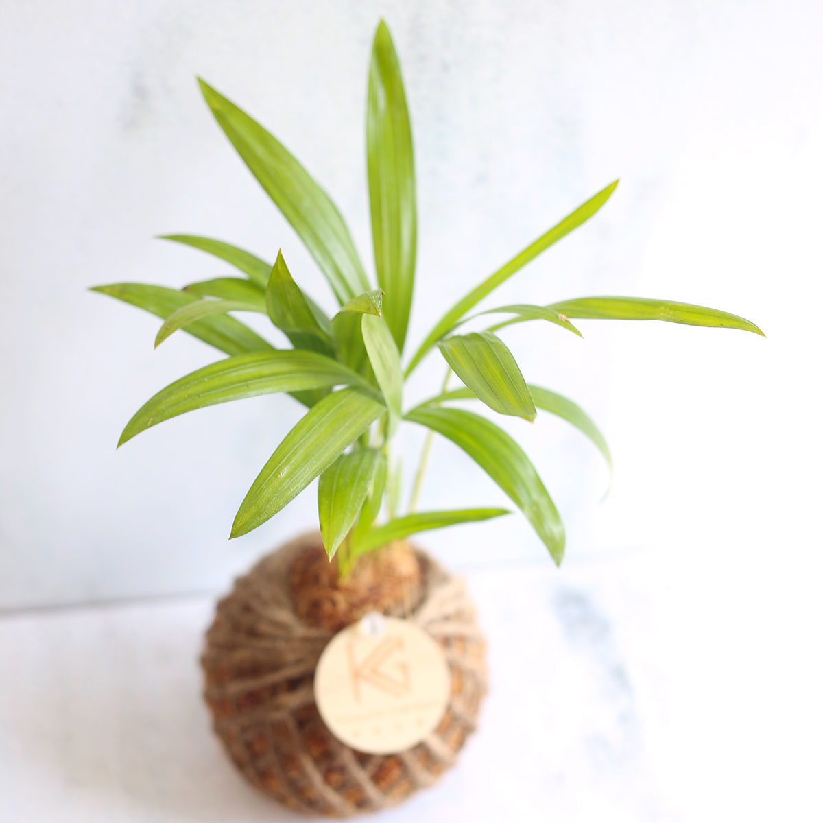 PD43｜黃椰子小苔球