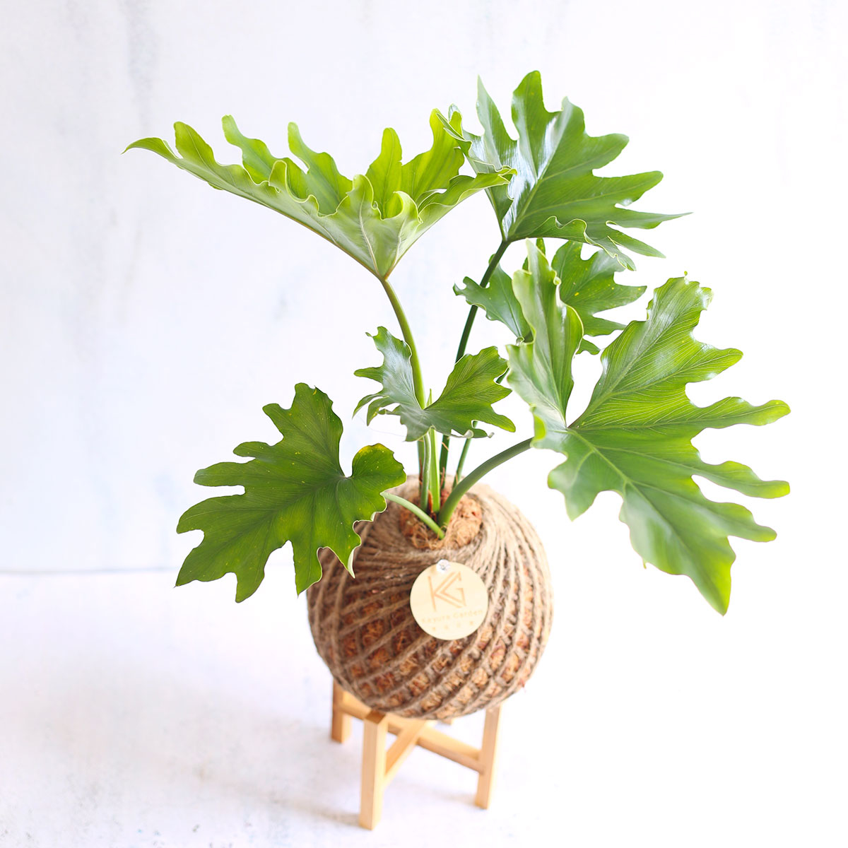 PD44｜小天使蔓綠絨大苔球