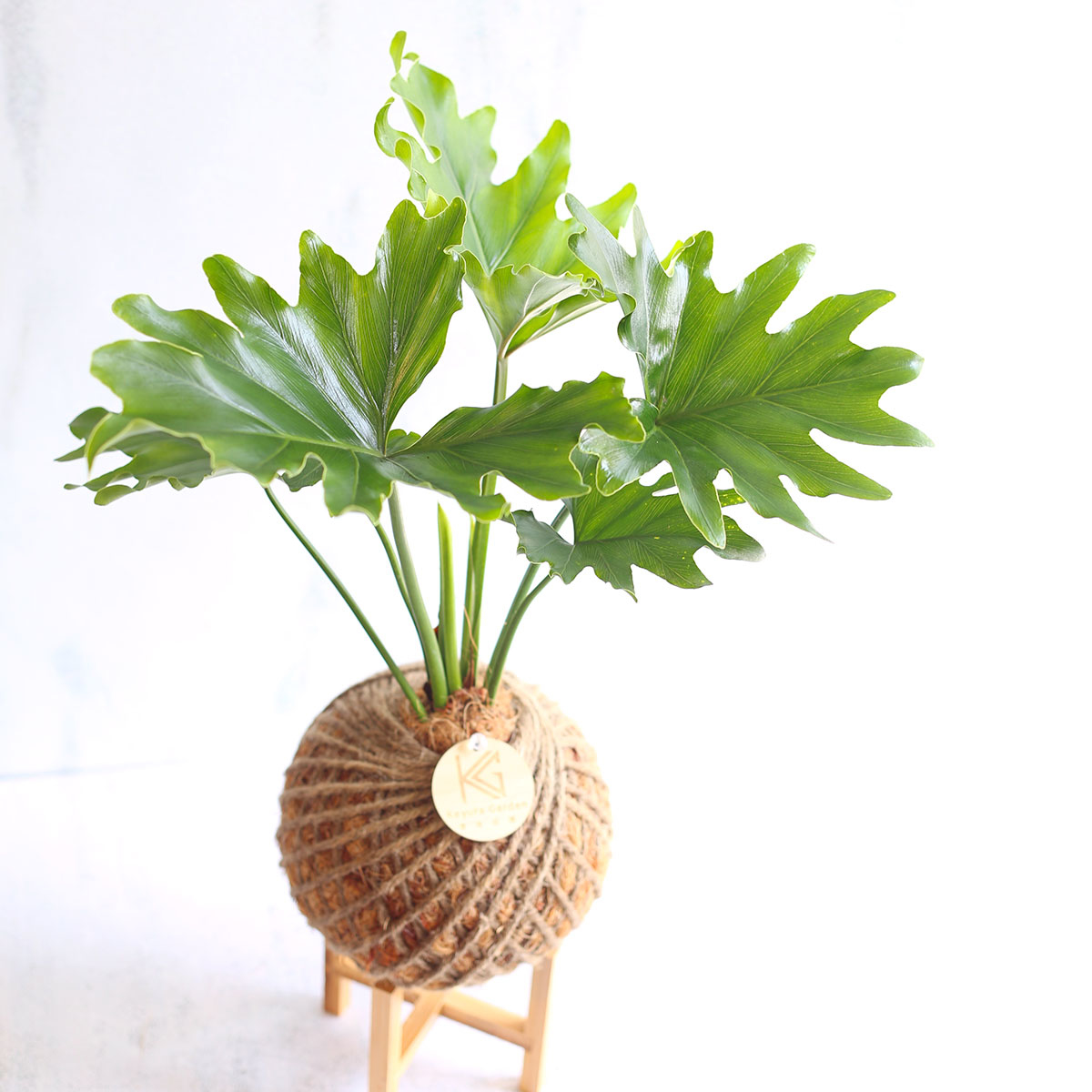 PD44｜小天使蔓綠絨大苔球