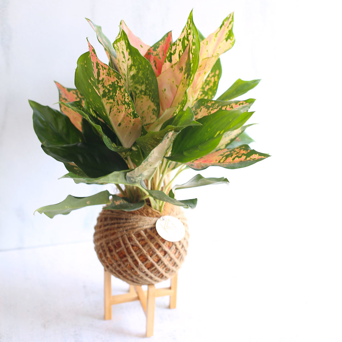 PD47｜彩葉粗肋草大苔球