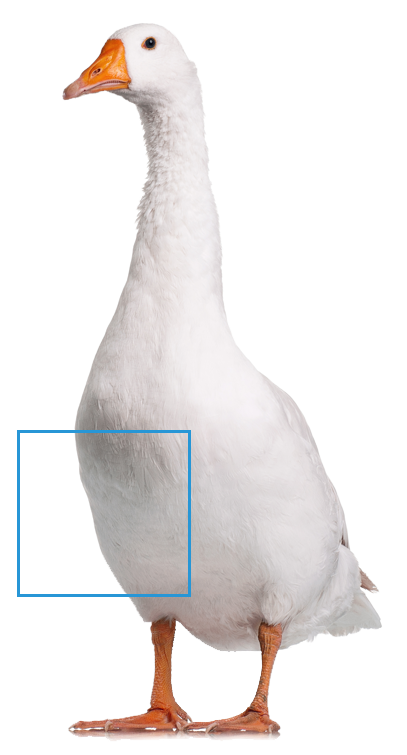 羽絨生長部位及含量