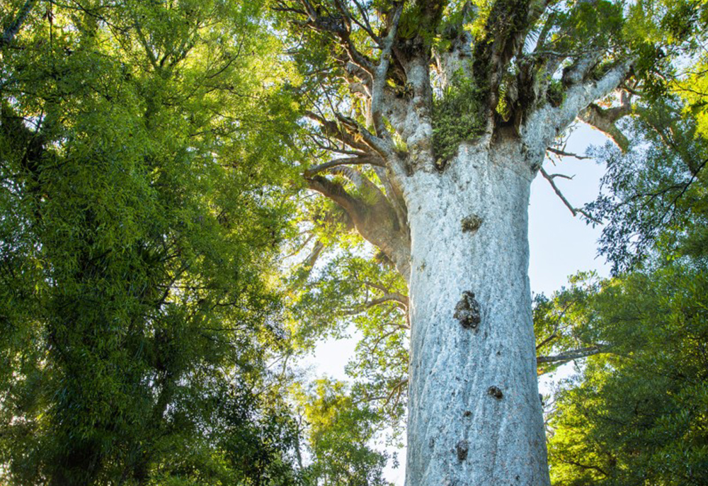 紐西蘭歷史文化4日