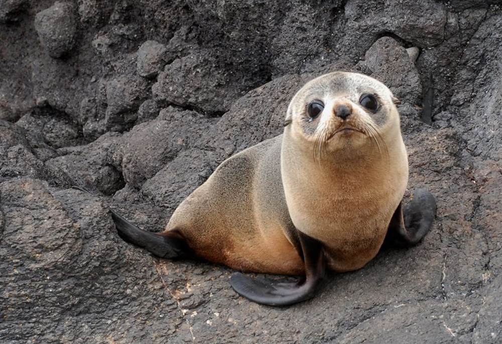 紐西蘭自然生態小鎮風光6日