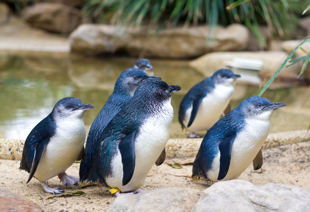 紐西蘭自然生態企鵝遊道4日