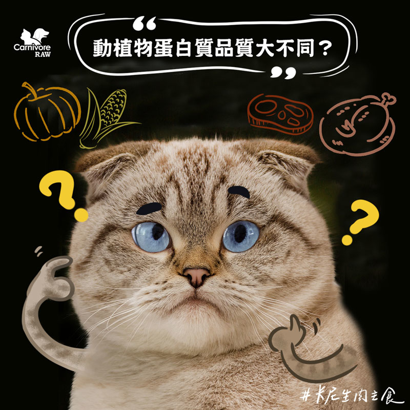 寵物營養：植物性與動物性蛋白質的差異