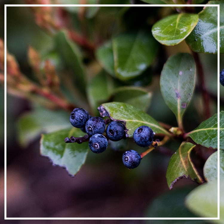 TRUE GRACE N°42黑醋栗葉香氛蠟燭－花園250g