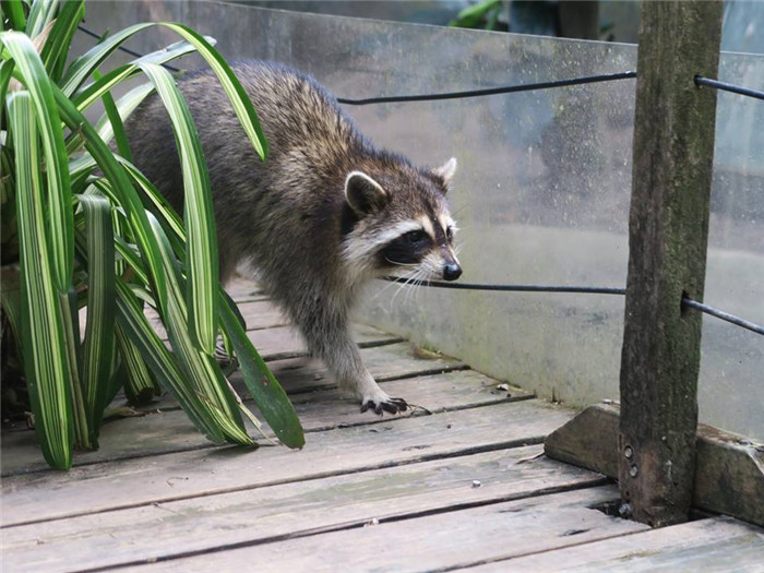 綠世界 可愛動物區